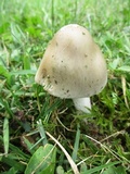 Amanita sect. Vaginatae image
