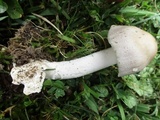 Amanita sect. Vaginatae image