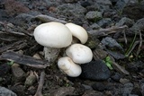 Macrocybe titans image