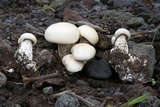 Macrocybe titans image