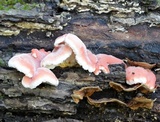 Phlebia incarnata image
