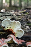 Phlebia incarnata image