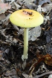 Amanita banningiana image