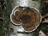 Daedaleopsis septentrionalis image