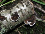 Daedaleopsis septentrionalis image