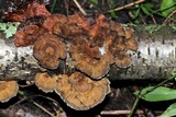 Daedaleopsis septentrionalis image