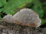 Daedaleopsis septentrionalis image