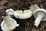 Lactarius deceptivus image