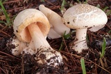 Amanita roseitincta image