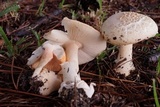 Amanita roseitincta image