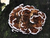 Chondrostereum purpureum image