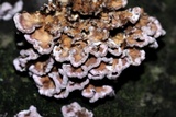 Chondrostereum purpureum image