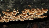 Plicaturopsis crispa image