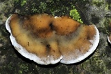 Bjerkandera adusta image