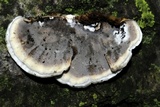 Bjerkandera adusta image