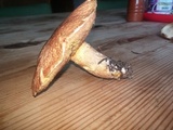 Suillus caerulescens image