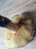 Suillus caerulescens image
