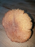 Suillus caerulescens image