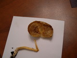 Bolbitius vitellinus image