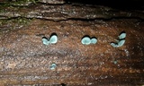 Chlorociboria aeruginascens image