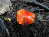 Hygrocybe acutoconica image