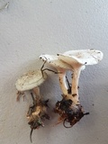 Clitocybe odora image