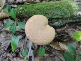 Phylloporus rhodoxanthus image