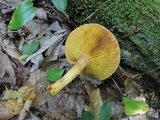 Phylloporus rhodoxanthus image