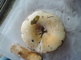 Russula subterfurcata image