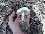 Amanita rhopalopus image