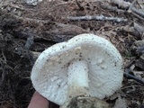 Amanita rhopalopus image