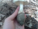 Amanita rhopalopus image