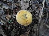 Russula ochraleucoides image