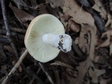 Russula ochraleucoides image