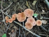 Lactarius tabidus image