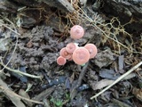 Lactarius tabidus image