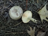 Lactarius pyrogalus image
