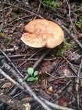 Paxillus involutus image
