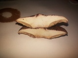 Paxillus involutus image