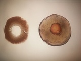 Paxillus involutus image