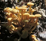 Desarmillaria tabescens image