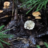 Marasmius siccus image