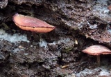 Callistosporium purpureomarginatum image