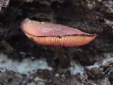 Callistosporium purpureomarginatum image