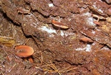 Callistosporium purpureomarginatum image