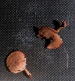 Callistosporium purpureomarginatum image