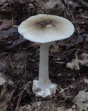 Amanita brunnescens image