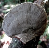 Hexagonia variegata image