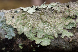 Punctelia caseana image