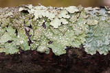 Punctelia caseana image